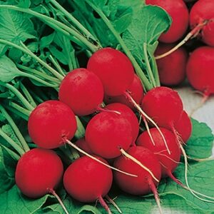 Radishes Bunch