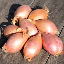 Shallots
