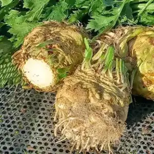 Celeriac