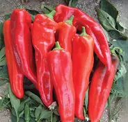 Peppers - red pointy